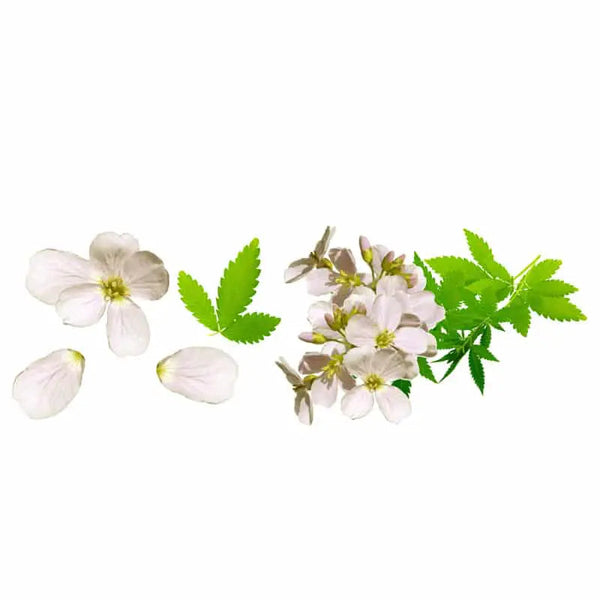Faith In Nature Nourishing Body Wash Hemp & Meadowfoam. Toitev kehapesugeel kanepiõli ja valge soolille ekstraktiga 400ml