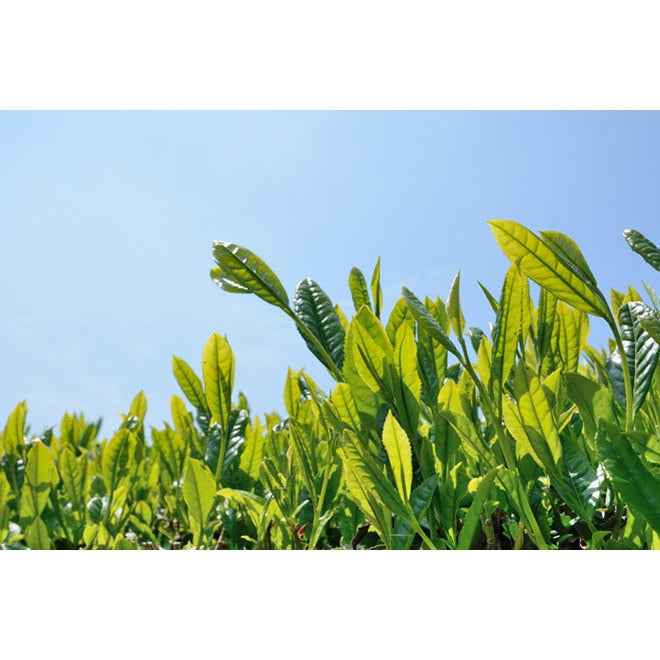 Coxir Green Tea pH Clear Foam Cleanser, Exfoliate Dead Skin Cells. Pehme kreemjas näopesuvaht rohelise teega 150ml